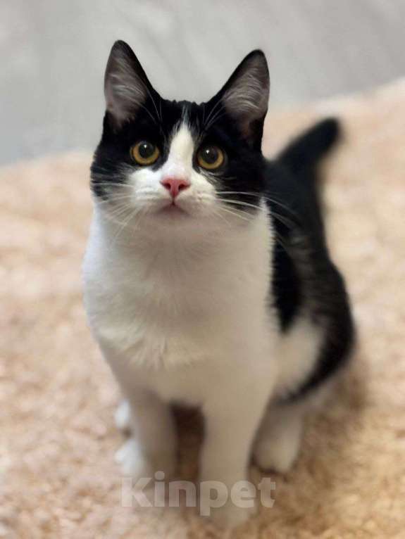 Кошки в Москве: котенок Феликс ищет  дом Мальчик, Бесплатно - фото 4