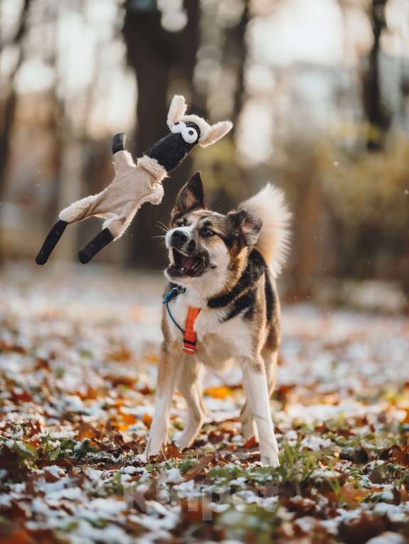 Собаки в Москве: Айриш. Та, что всё понимает... И очень ждёт. Девочка, Бесплатно - фото 7