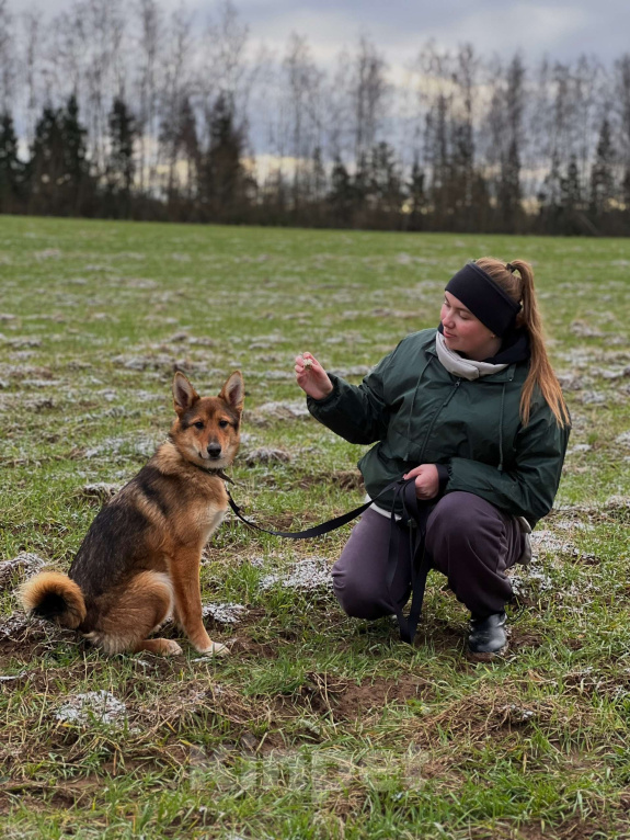 Собаки в Клине: Миндаль — милая карамельная очаровашка, которая ждёт своего Человека Девочка, Бесплатно - фото 5