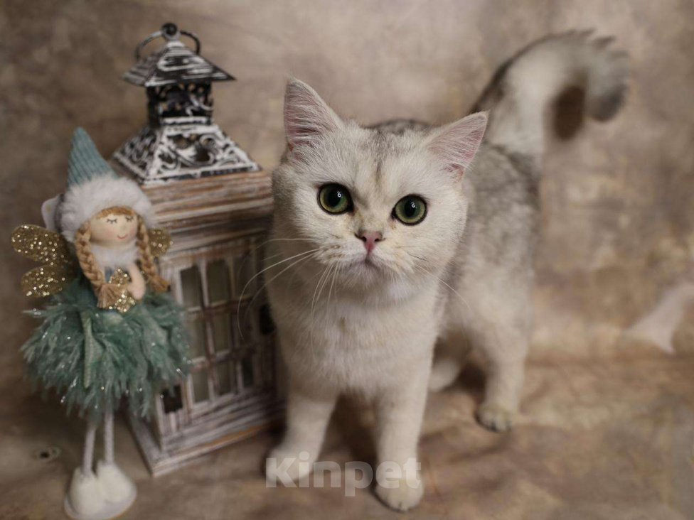 Кошки в Москве: Шотландский прямоухий короткошёрстный котёнок Девочка, 16 000 руб. - фото 2