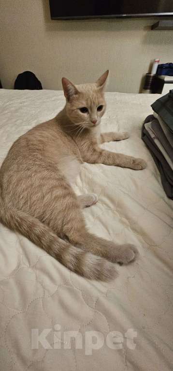 Кошки в Пензе: Стерелизованную кошку 1 год в добрые руки Девочка, 1 руб. - фото 3