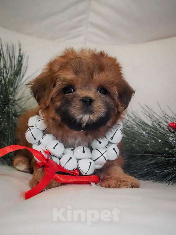 Собаки в Москве: Самые милые щеночки для Вас! Мальчик, Бесплатно - фото 1