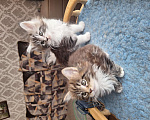 Кошки в Москве: Котята мейн кун Мальчик, 30 000 руб. - фото 4