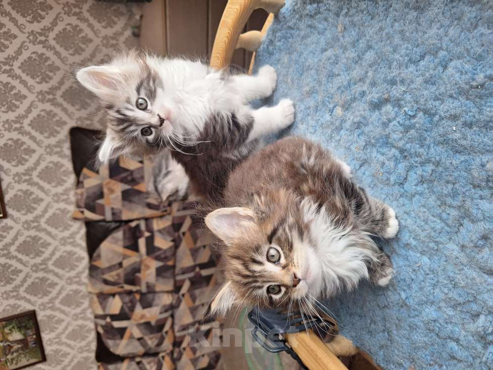 Кошки в Москве: Котята мейн кун Мальчик, 30 000 руб. - фото 4
