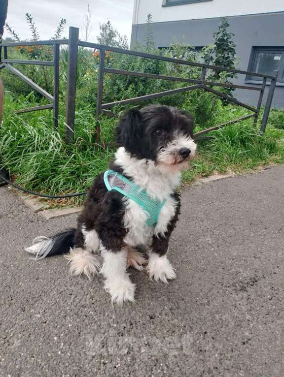 Собаки в Санкт-Петербурге: Маленький пёсик китайской хохлатой породы ищет дом Мальчик, Бесплатно - фото 9