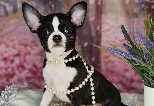 Чихуахуа Кобби девочка