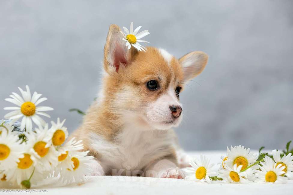 Собаки в Москве: Девочки корги с хвостиком Девочка, 80 000 руб. - фото 6