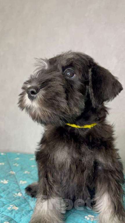 Собаки в Липецке: Предлагаются щенки цвергшнауцера Мальчик, 55 000 руб. - фото 5