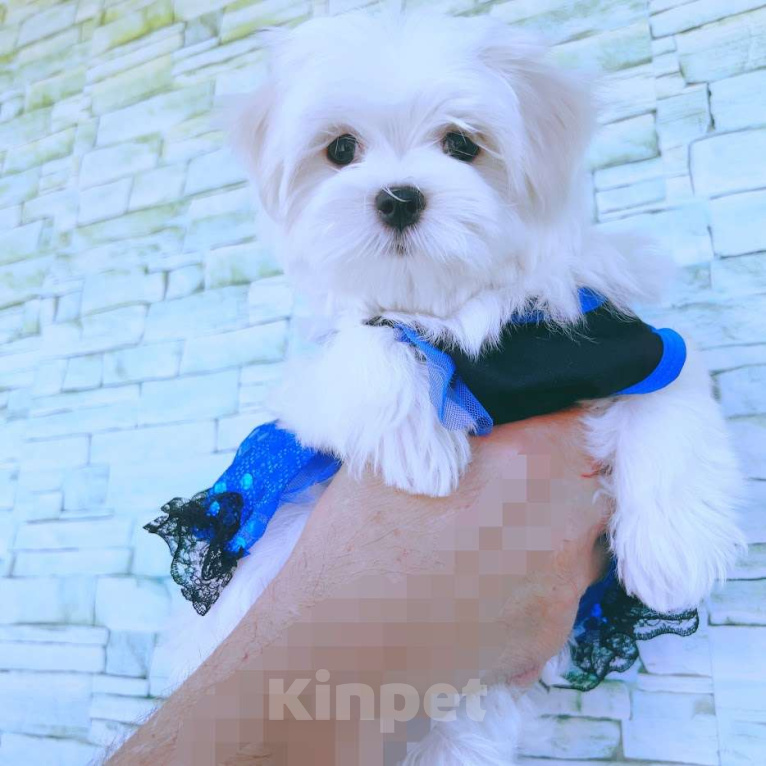 Собаки в Екатеринбурге: Мальтийская болонка — отличный выбор для дома.  Мальчик, Бесплатно - фото 4