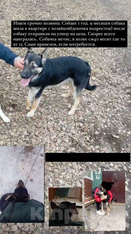 Собаки в других городах Московской области: Собака сидит на цепи Мальчик, Бесплатно - фото 3