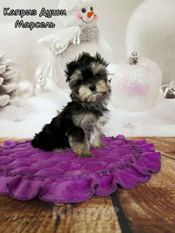 Собаки в Сосновом Бору: Мальчик Марсель йорктиз ( документы НРКА) Мальчик, 45 000 руб. - фото 2