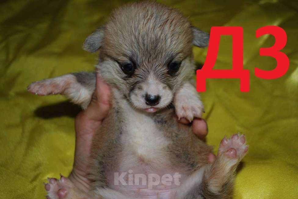 Собаки в Севастополе: Щенки вельш-корги пемброк девочки Девочка, 55 000 руб. - фото 5