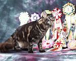 Кошки в Новосибирске: Титулованный кот мейн-кун на вязку, 15 000 руб. - фото 3