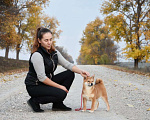 Собаки в Краснодаре: Купить щенка Сиба-Ину Мальчик, 40 000 руб. - фото 2