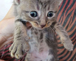 Кошки в Сочи: Отдам котят в добрые руки, 1 руб. - фото 4