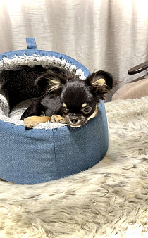 Чихуахуа щенки продажа