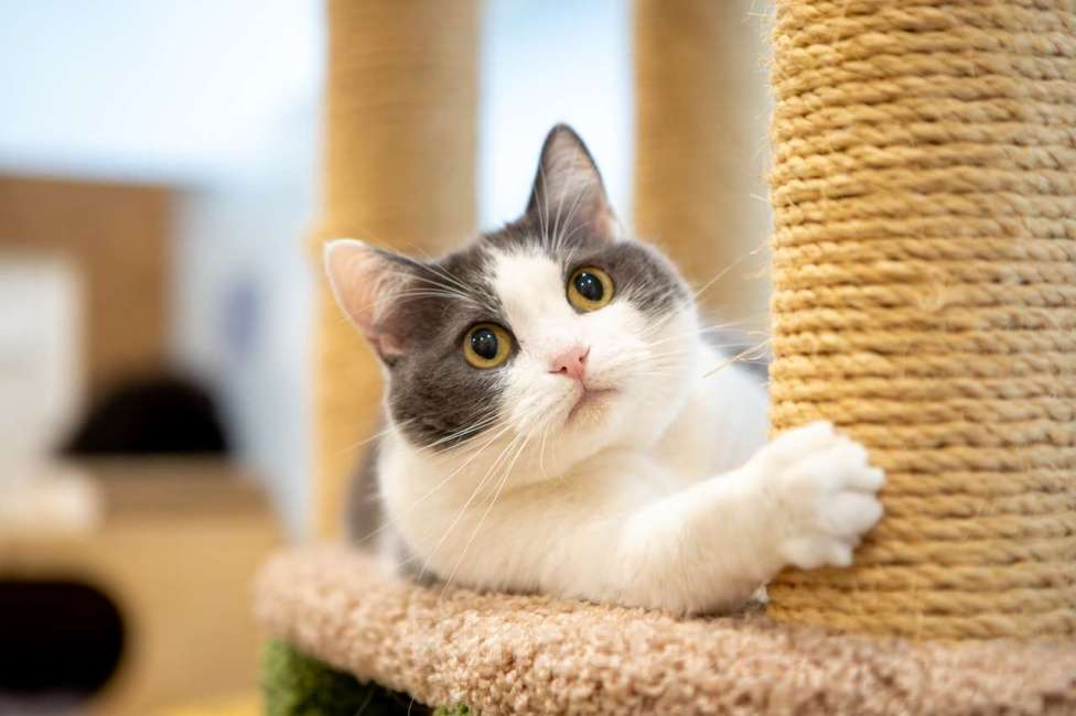 Кошки в Москве: кошка Аглая в добрые руки Девочка, Бесплатно - фото 10