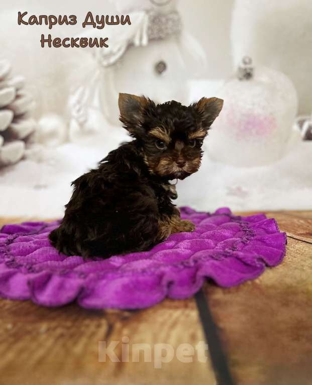 Собаки в Сосновом Бору: Мальчики шоко йорка Несквик ( документы НРКА) Мальчик, 70 000 руб. - фото 3