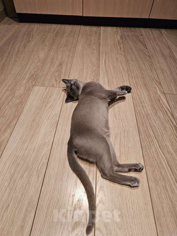 Кошки в Москве: Голубой бурманский котенок Мальчик, 1 000 руб. - фото 4