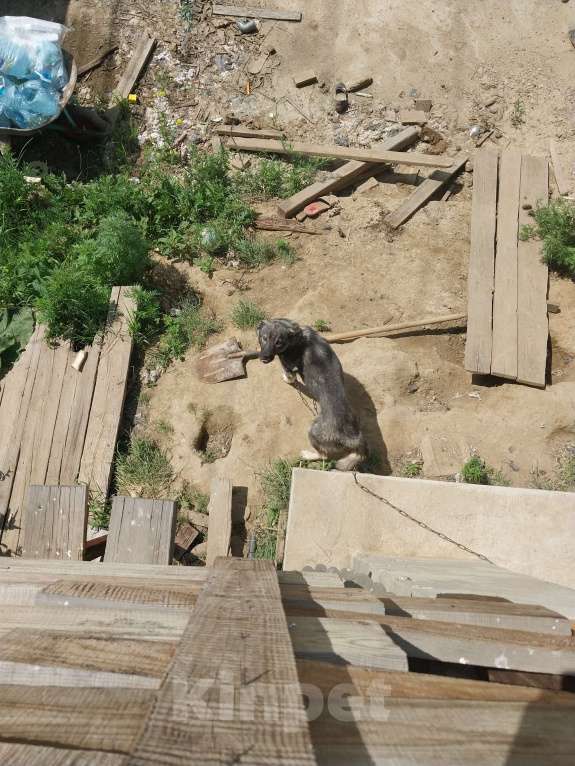 Собаки в Иркутске: Собачку в добрые руки Девочка, Бесплатно - фото 8