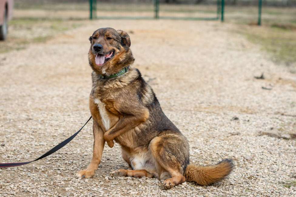 Собаки в Москве: Валик Мальчик, Бесплатно - фото 18