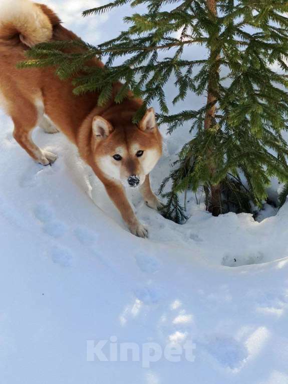 Собаки в Севастополе: Щенок девчуля Сиба сезам от чемпионов Девочка, Бесплатно - фото 2