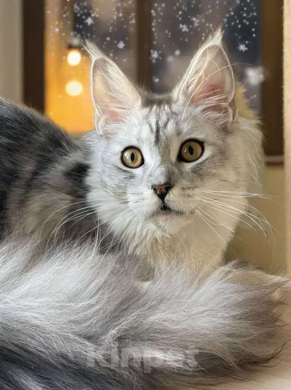 Кошки в Москве: КОТЯТА-МЕЙНКУНЯТА Девочка, 60 000 руб. - фото 1