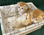 Кошки в Липецке: Шотландские котята  Мальчик, 18 000 руб. - фото 6