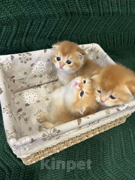 Кошки в Липецке: Шотландские котята  Мальчик, 18 000 руб. - фото 6
