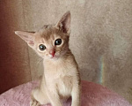 Кошки в Химках: Абиссинская девочка Девочка, 20 000 руб. - фото 2