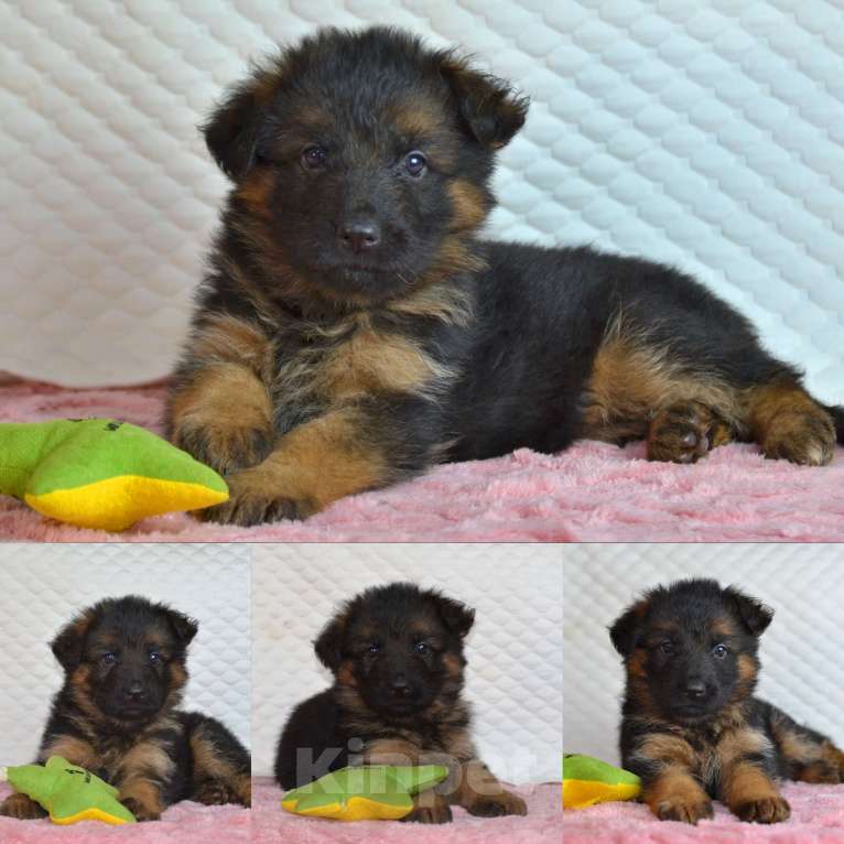 Собаки в Хабаровске: Щенки длинношерстной овчарки Девочка, Бесплатно - фото 4