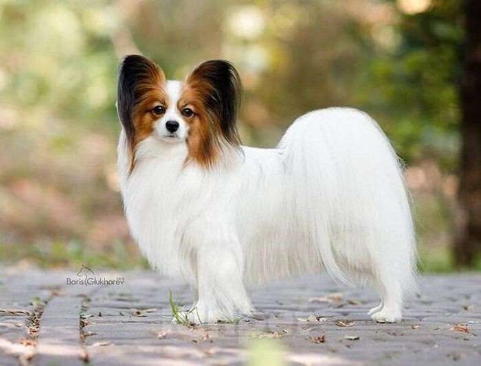 Собаки в Москве: Щенки континентального той спаниеля папийона Мальчик, 70 000 руб. - фото 2