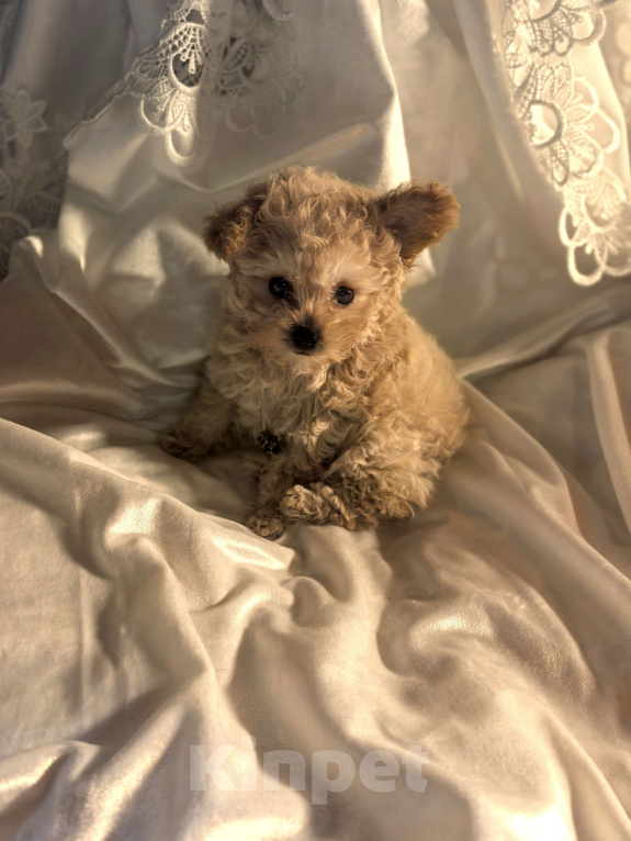 Собаки в Чехове: Продаем Мальтипу f1b Девочка, 80 000 руб. - фото 1