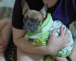 Собаки в Воронеже: Щенок французкого бульдога Мальчик, 20 000 руб. - фото 5