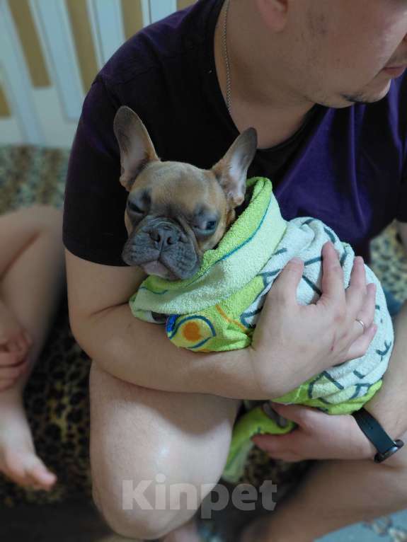 Собаки в Воронеже: Щенок французкого бульдога Мальчик, 20 000 руб. - фото 5