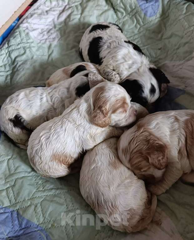 Собаки в других городах Воронежской области: Щенок американского кокер спаниеля Мальчик, Бесплатно - фото 1
