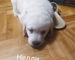 Собаки в Москве: Щенки лабрадора с документами Девочка, 35 000 руб. - фото 2