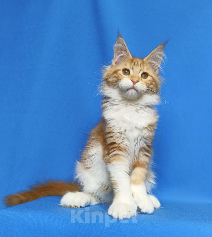 Кошки в Москве: Котенок Мейн-кун полидакт. Девочка  Девочка, 80 000 руб. - фото 5