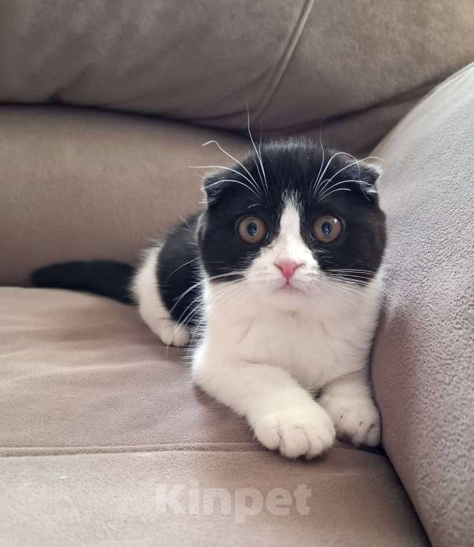 Кошки в Ярославле: Шотландская вислоухая короткошёрстная девочка  Девочка, 25 000 руб. - фото 9