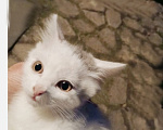 Кошки в Москве: Белый котенок 2,5 мес Девочка, Бесплатно - фото 2