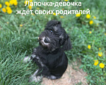 Собаки в Первоуральске: Обаятельная девчушка Девочка, 40 000 руб. - фото 4