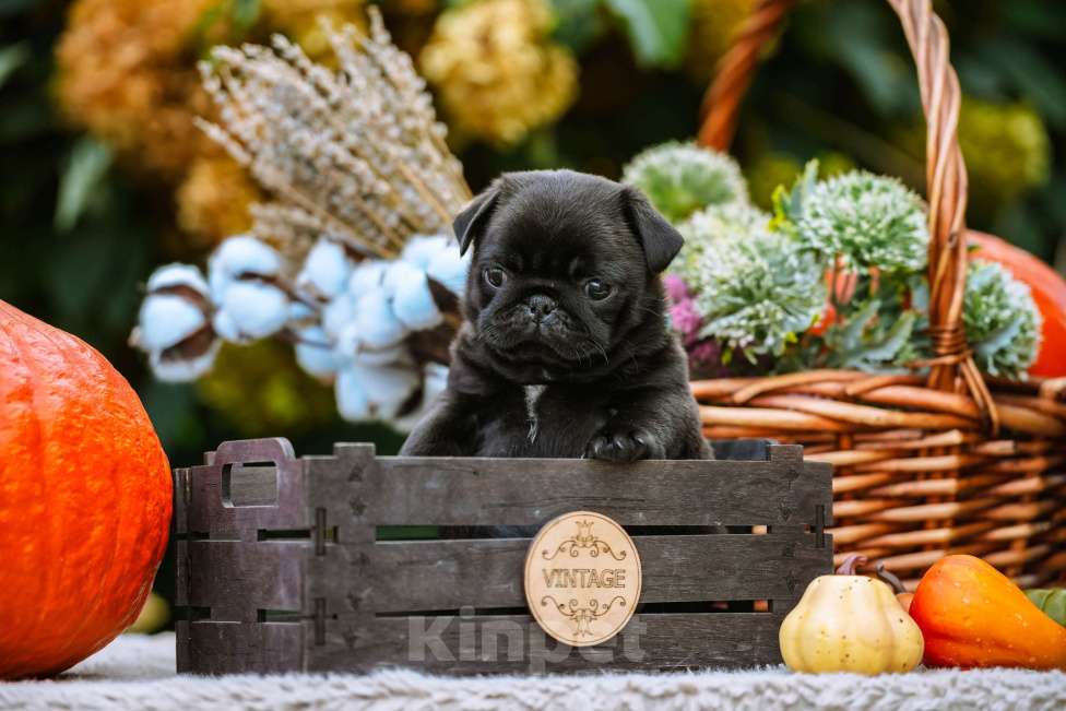 Собаки в Новосибирске: Мопс Скарлетт О'Хара Девочка, 60 000 руб. - фото 6