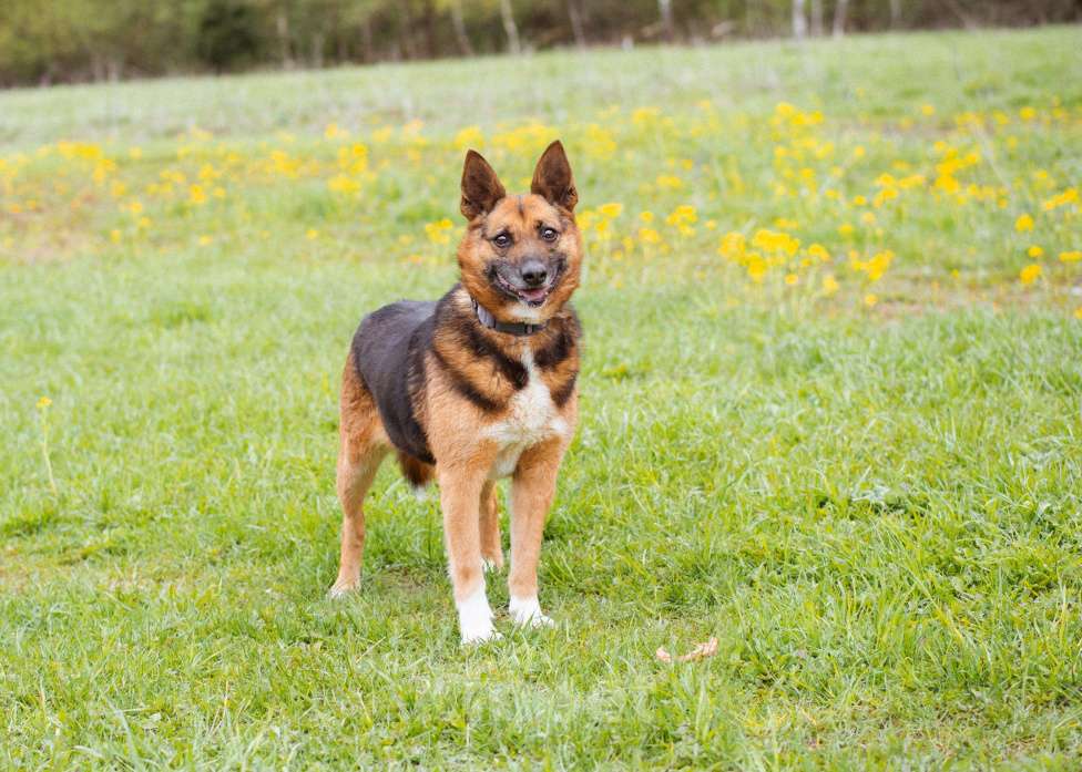 Собаки в Москве: Булочка живёт в приюте и мечтает обрести дом Девочка, Бесплатно - фото 2