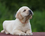 Собаки в Ростове-на-Дону: Палевые щенки Лабрадора Мальчик, 17 000 руб. - фото 2