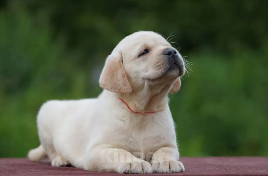 Собаки в Ростове-на-Дону: Палевые щенки Лабрадора Мальчик, 17 000 руб. - фото 2