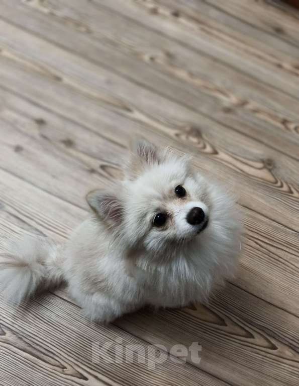 Собаки в Лиски: Продаю шпица Девочка, 7 500 руб. - фото 2