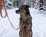 Собаки в Санкт-Петербурге: Песик Гоша в добрые руки Мальчик, Бесплатно - фото 2