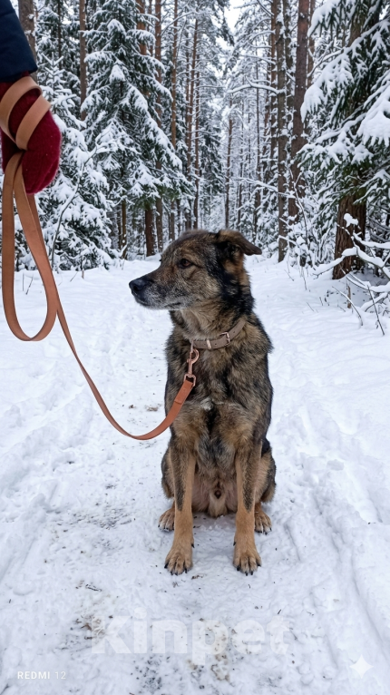 Собаки в Санкт-Петербурге: Песик Гоша в добрые руки Мальчик, Бесплатно - фото 2