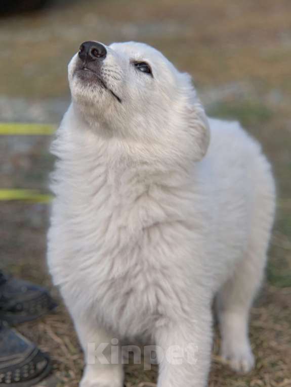 Собаки в Екатеринбурге: Щенок белой Швейцарской овчарки девочка Д/Ш Девочка, 50 000 руб. - фото 4