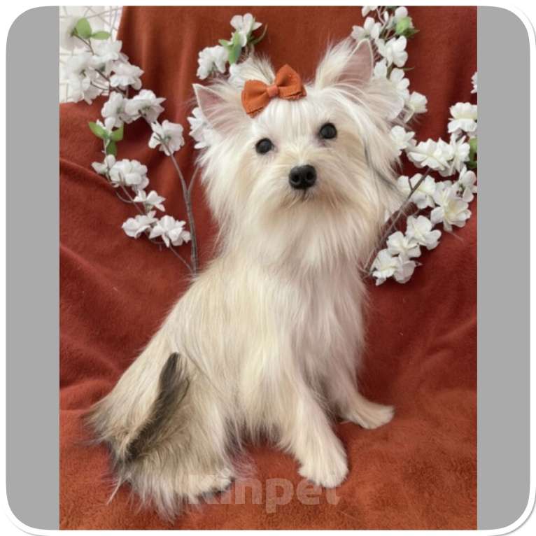 Собаки в Москве: Подрощенный йорк мини девочка золотая Девочка, 80 000 руб. - фото 4